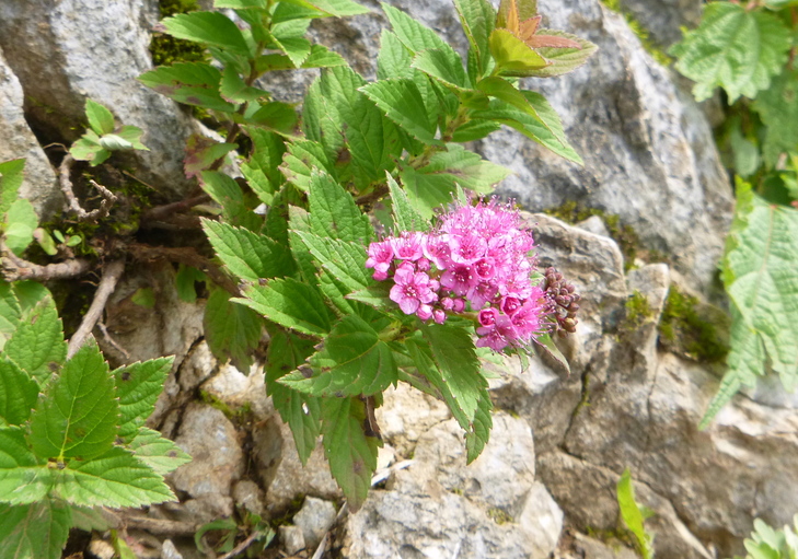 d0170615_11355231.jpg