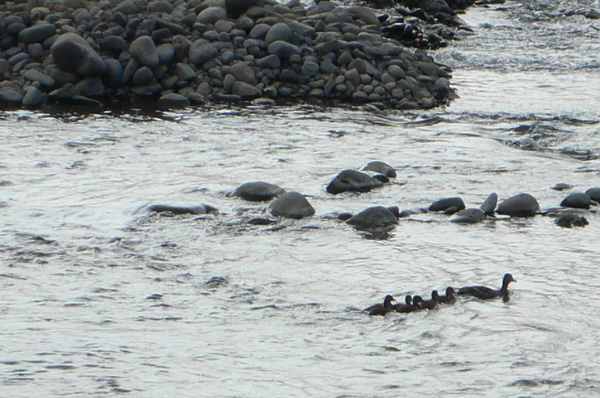 a0046429_23361824.jpg