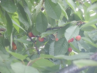 e0004756_2202196.jpg