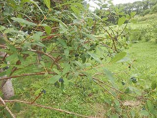 e0004756_2252472.jpg