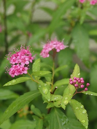 b0246758_19552361.jpg