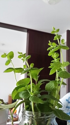 a0013236_14424364.jpg