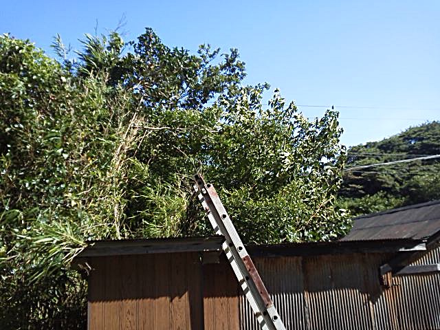 d0098363_553262.jpg