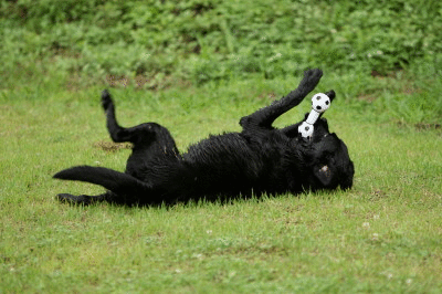 f0037378_1646381.gif