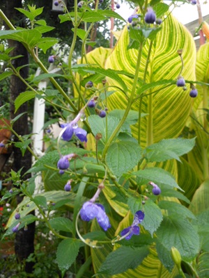 b0096584_10301333.jpg