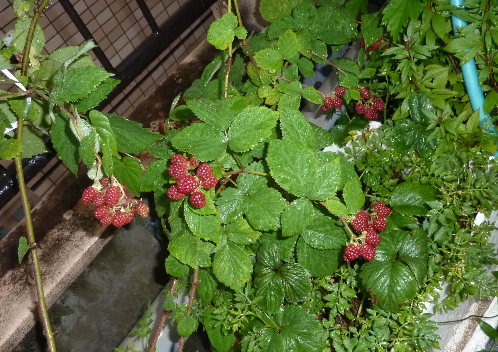 f0166694_19162163.jpg