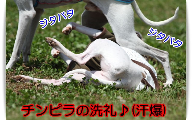 e0100007_21551119.jpg