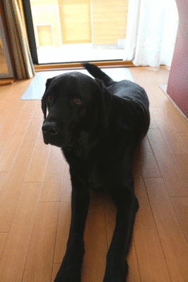 f0037378_16283936.gif