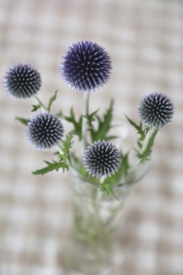 f0037378_18293290.jpg