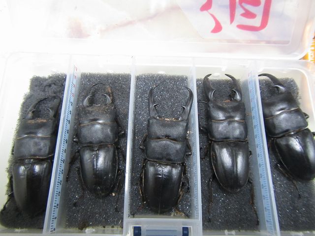 f0183484_5231249.jpg