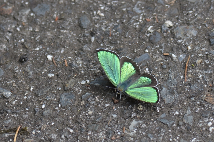 a0277496_659966.jpg