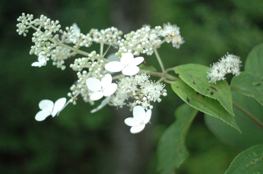 a0061599_742497.jpg