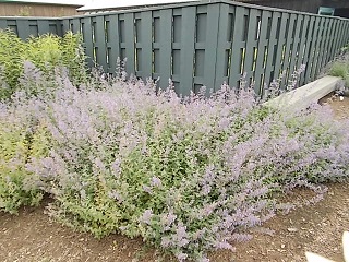 f0316507_10022733.jpg