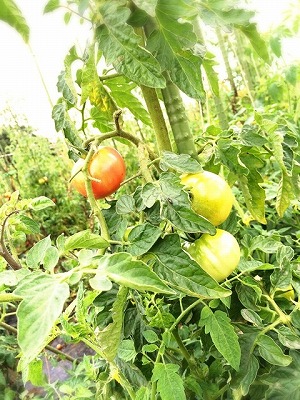 e0128909_8303620.jpg