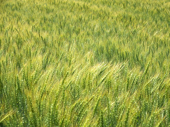 e0025030_9353970.jpg