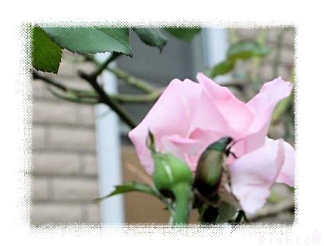 d0118050_19050739.jpg