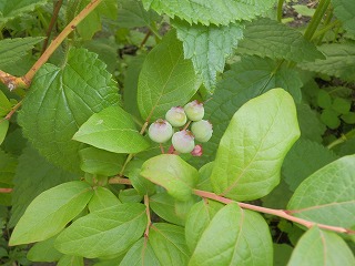 e0004756_20414825.jpg