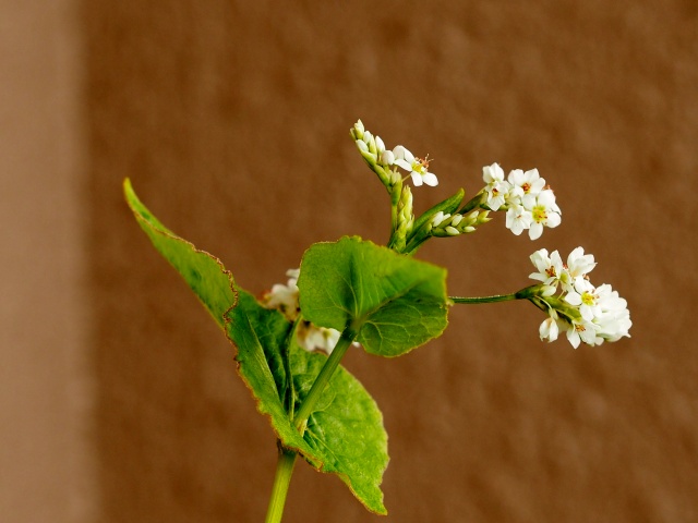 c0183777_20104282.jpg