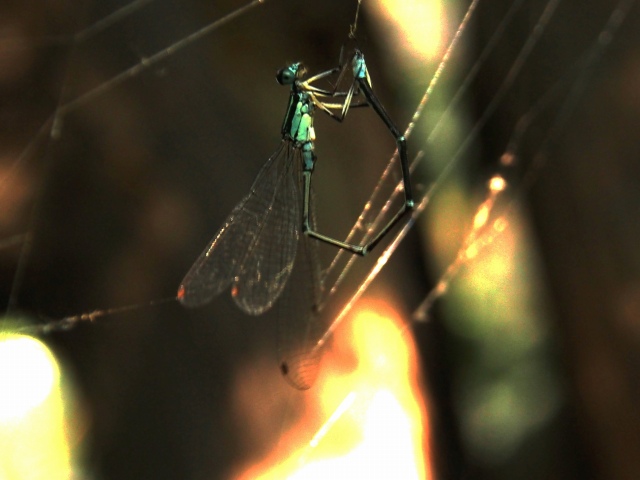 c0183777_20162444.jpg