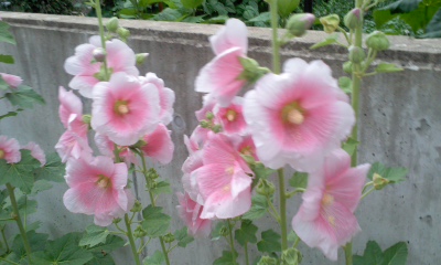 c0069380_12475225.jpg
