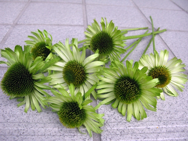 f0129726_2357881.jpg
