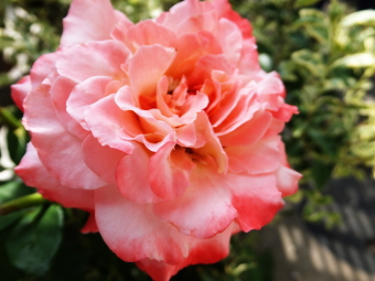 b0115330_17282940.jpg