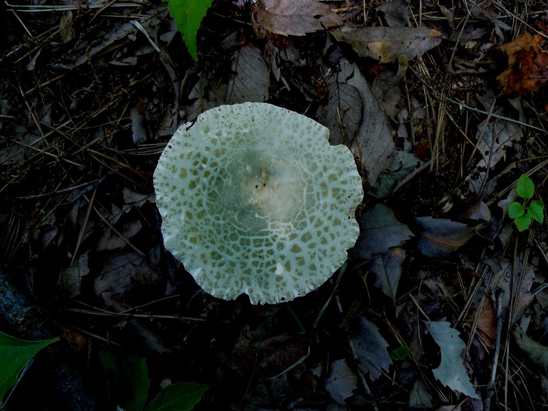d0019074_1674583.jpg