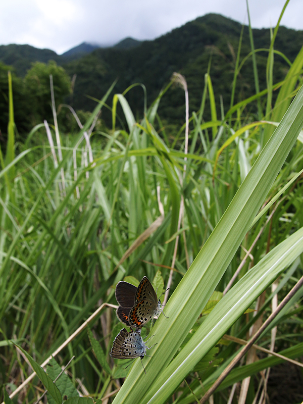 d0054625_7474871.jpg