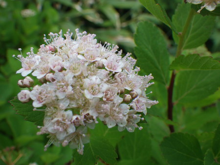 f0118332_136662.jpg