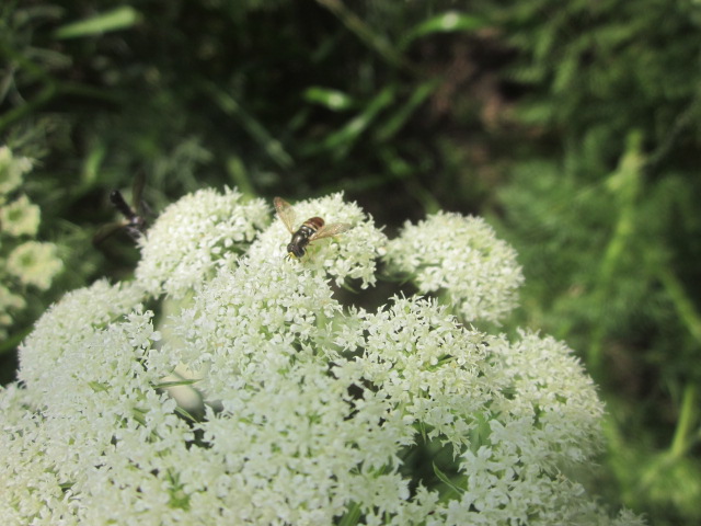 e0181260_2118175.jpg