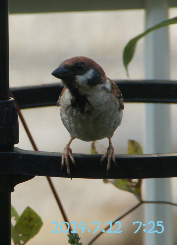 c0139591_17414611.jpg