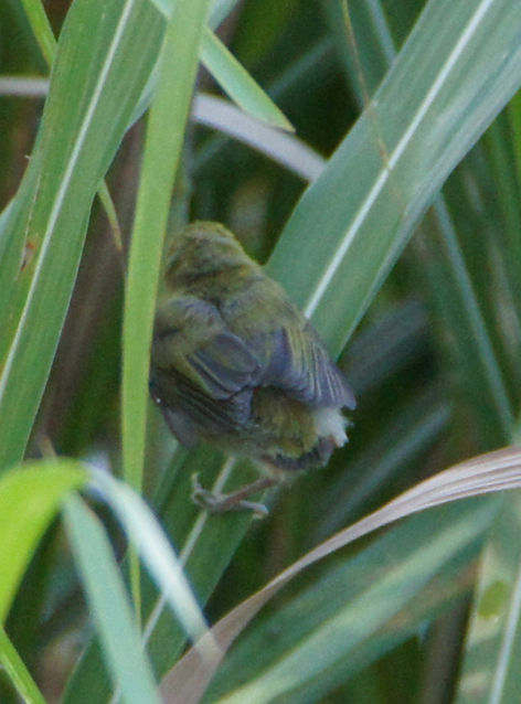 c0139591_17421915.jpg