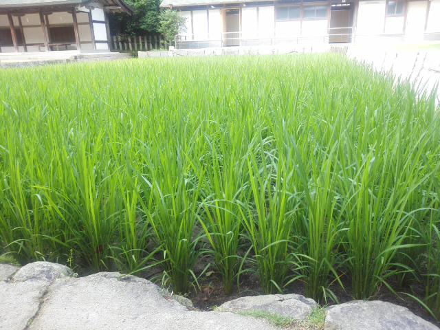 f0231709_17393394.jpg