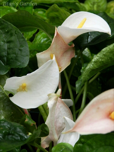 b0099813_1133395.jpg
