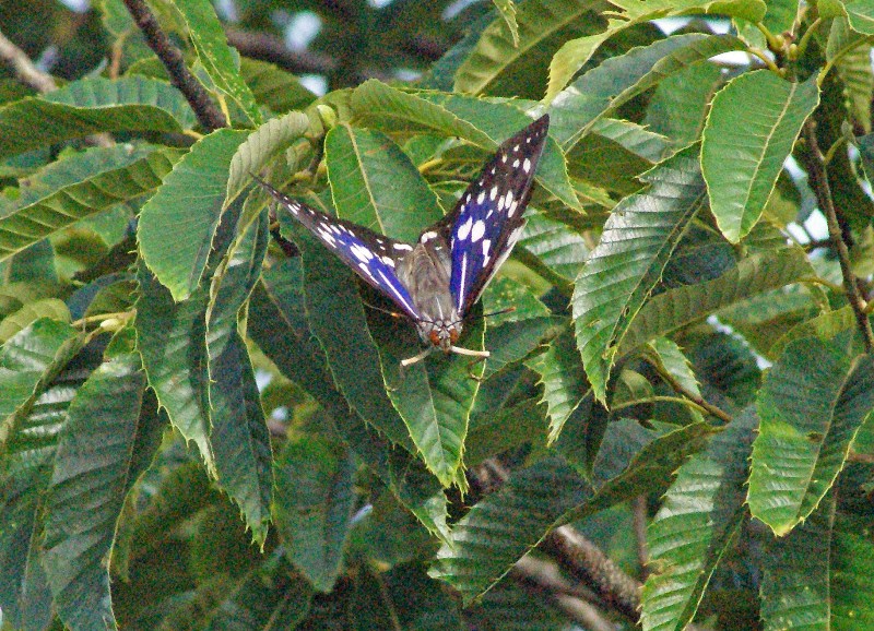 c0042418_815710.jpg