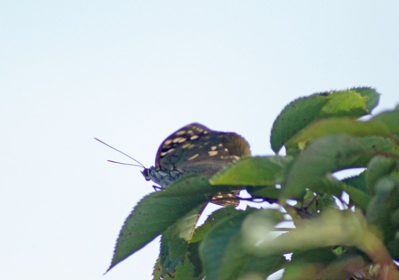 c0042418_824726.jpg