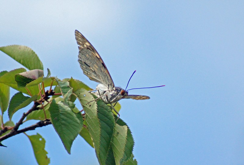 c0042418_83457.jpg