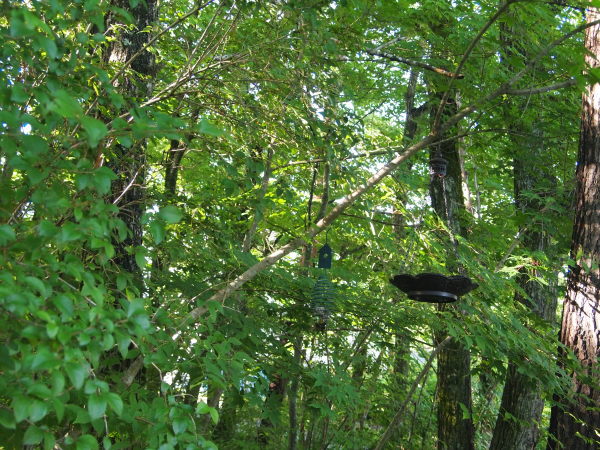 c0310543_05322449.jpg