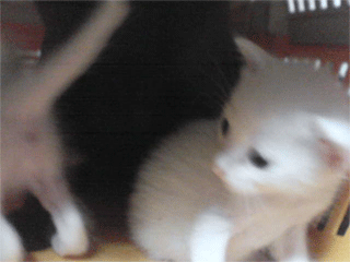 d0094245_11322439.gif