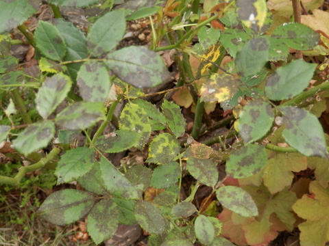e0288951_17333782.jpg
