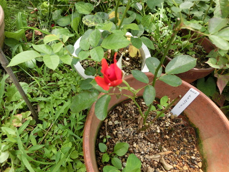 a0203003_11142520.jpg