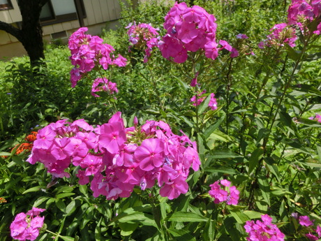 a0203003_11145849.jpg