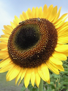 a0155907_1912718.jpg