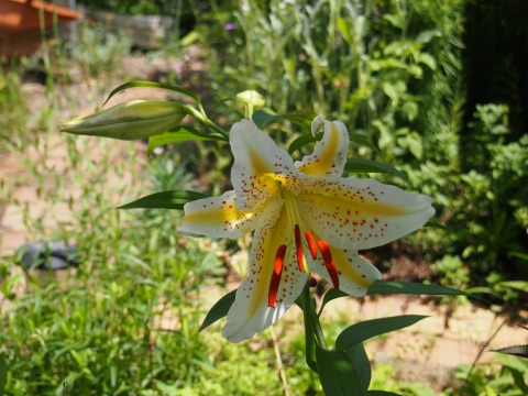 c0117007_1757076.jpg