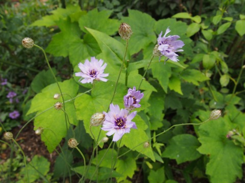 c0117007_17584346.jpg