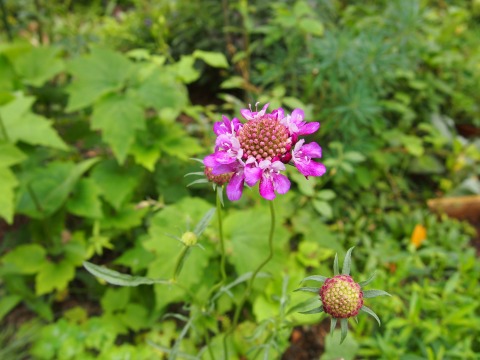 c0117007_180761.jpg