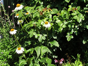 f0325309_12214157.jpg