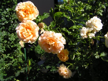 f0325309_12224518.jpg
