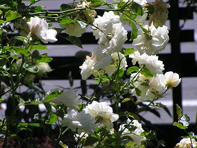 f0325309_13324072.jpg