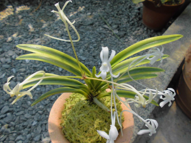 f0318967_20075433.jpg